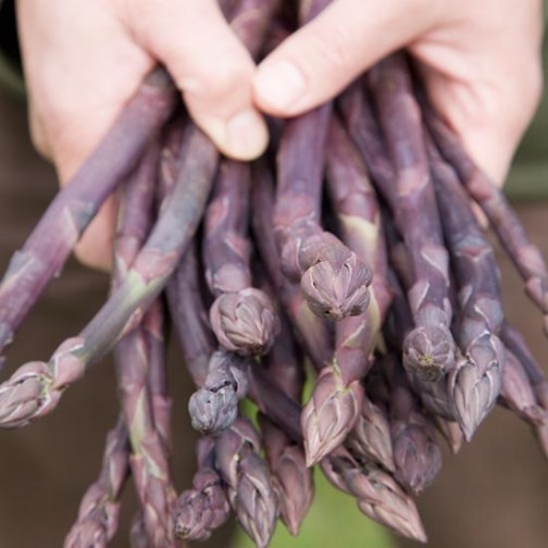 Asparagus 'Stewarts Purple' (12 crowns)
