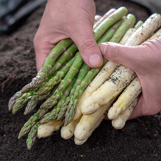 Asparagus 'Vittorio' (12 crowns) - Click Image to Close