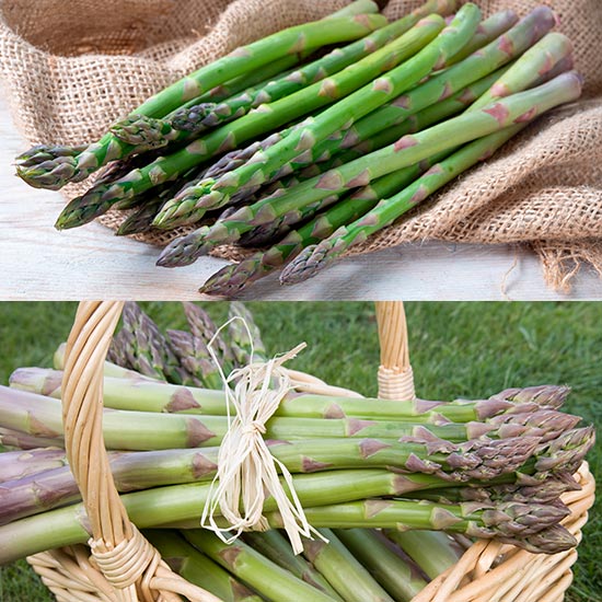 Asparagus Collection (24 crowns) - Click Image to Close