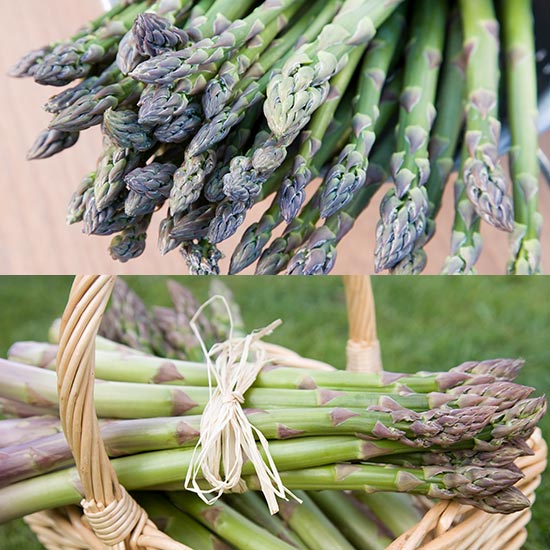RHS Award Winning Asparagus Collection (24 crowns)