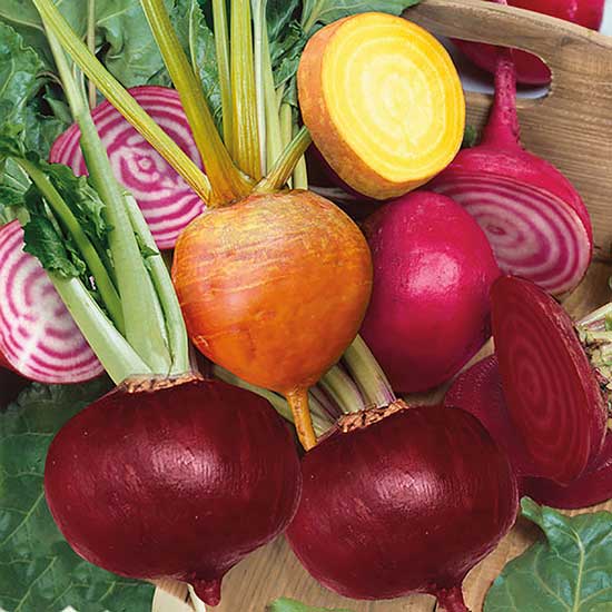 Beetroot Mix (30 plants) - Click Image to Close