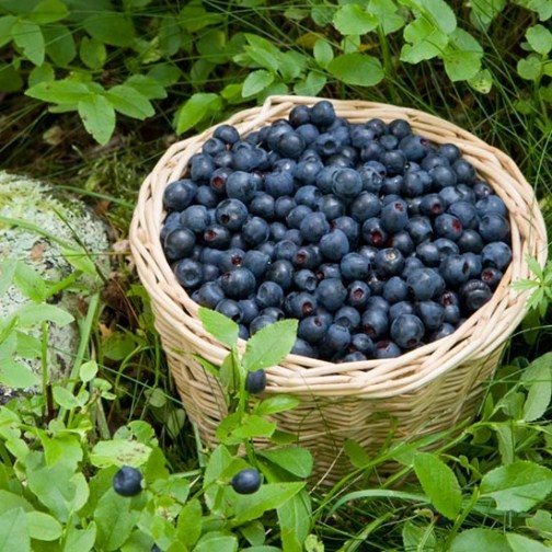 Bilberry Bush (3 Ellepots)