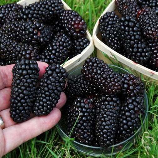Blackberry Bush 'Black Butte' - Click Image to Close