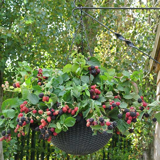 Trailing Blackberry 'Black Cascade' (3 plants) - Click Image to Close