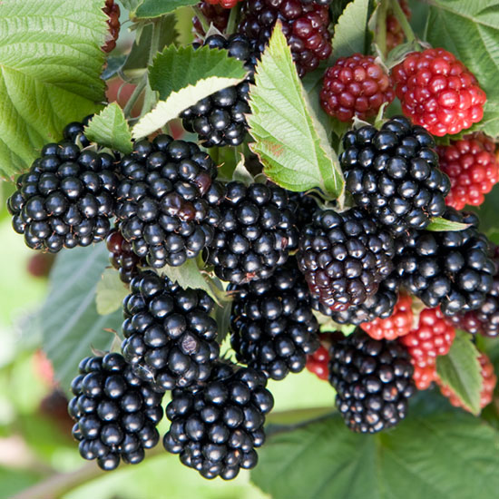 Blackberry Bush 'Chester Thornless' - Click Image to Close