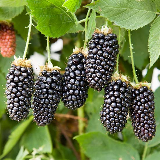 Blackberry Bush 'Karaka Black' - Click Image to Close