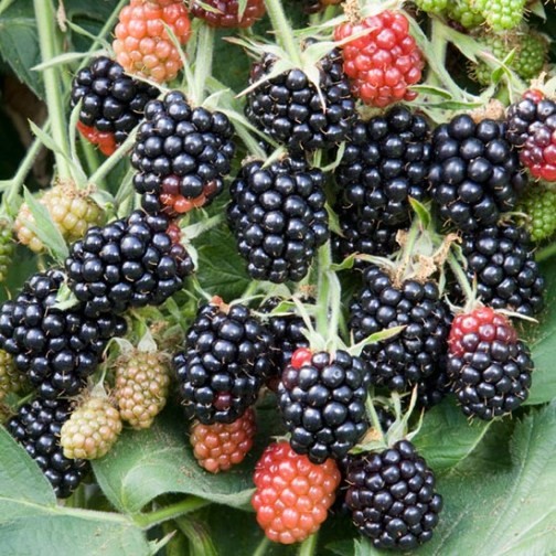 Blackberry Bush 'Loch Maree' - Click Image to Close