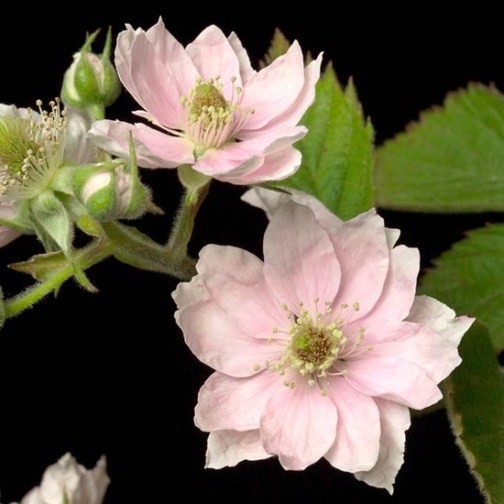 Blackberry Bush 'Loch Maree' - Click Image to Close