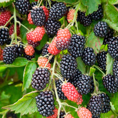 Blackberry Bush 'Loch Ness' - Click Image to Close