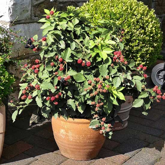 (image for) Blackberry Bush 'Tiny Black' - Click Image to Close