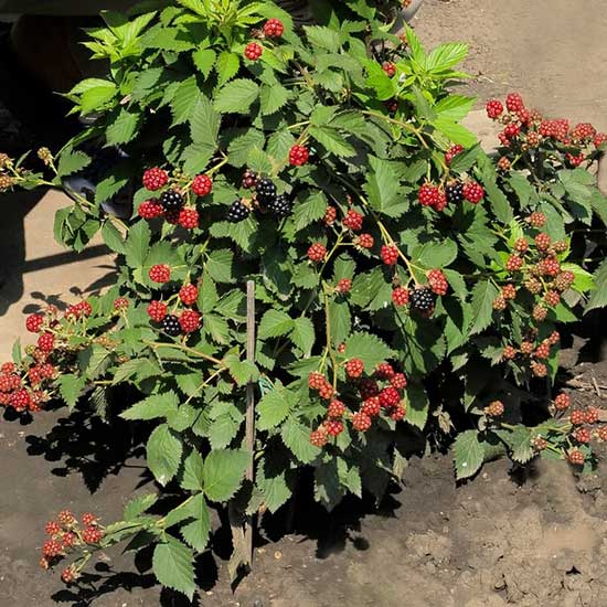 (image for) Blackberry Bush 'Tiny Black' - Click Image to Close