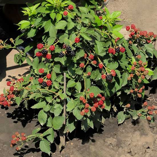 Blackberry Bush 'Tiny Black' - Click Image to Close