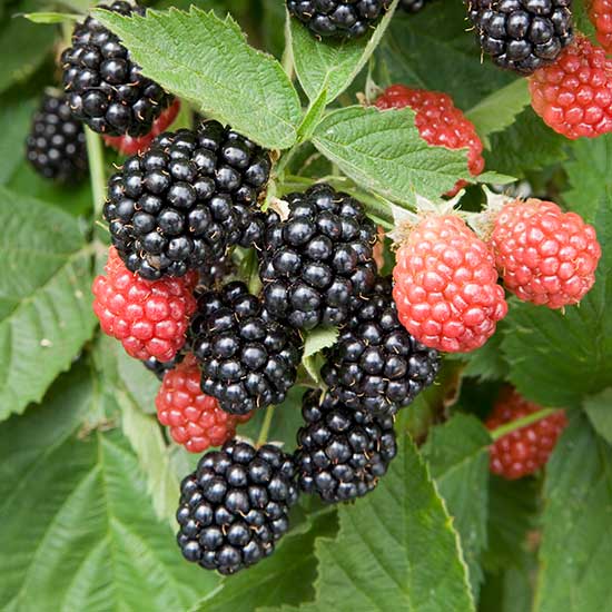 Blackberry Bush 'Waldo' - Click Image to Close