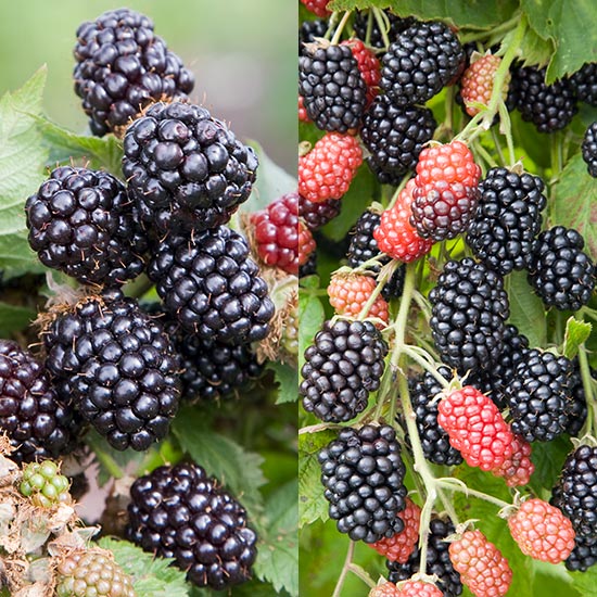 Long Season Blackberry Collection (2 plants)