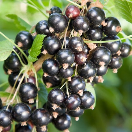 Blackcurrant Bush 'Ben Connan' - Click Image to Close