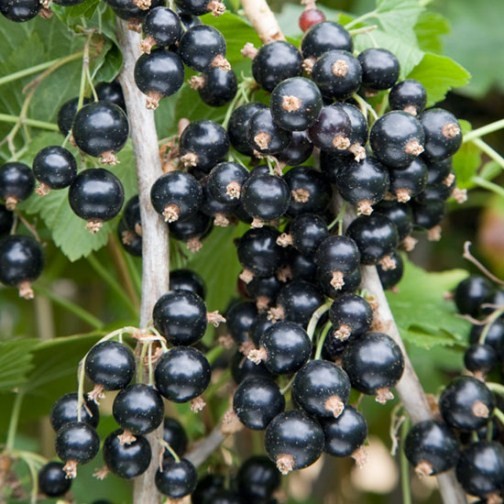 Blackcurrant Bush 'Ben Lomond' - Click Image to Close