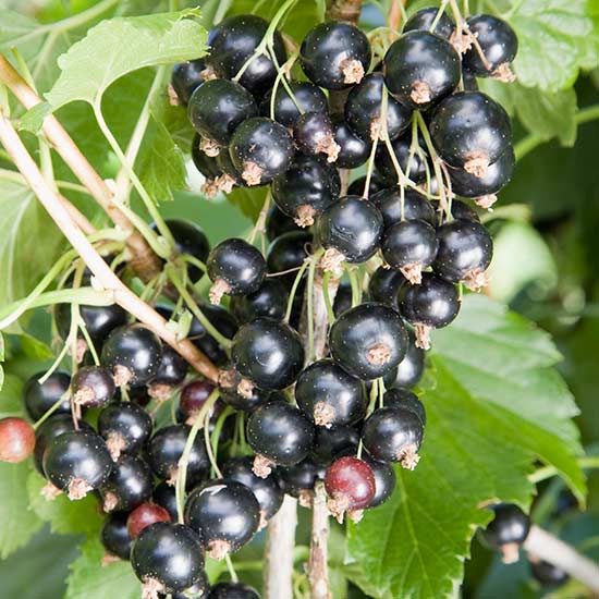 Blackcurrant Bush 'Ben Tirran' - Click Image to Close