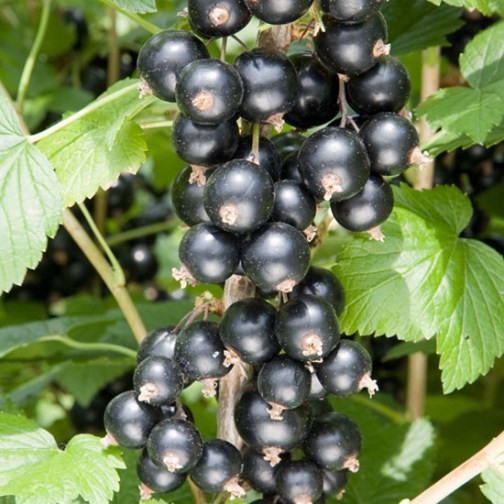 Blackcurrant Bush 'Big Ben' - Click Image to Close