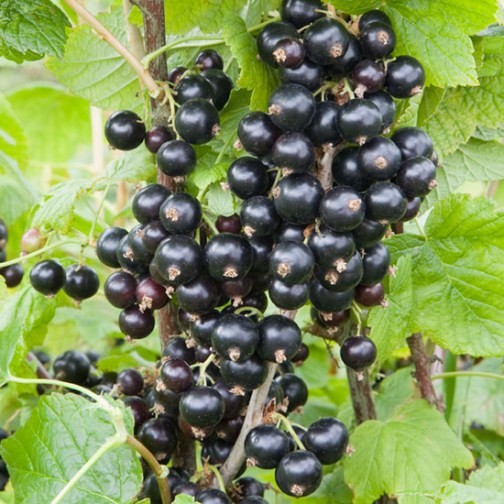 Blackcurrant Bush 'Ebony' - Click Image to Close