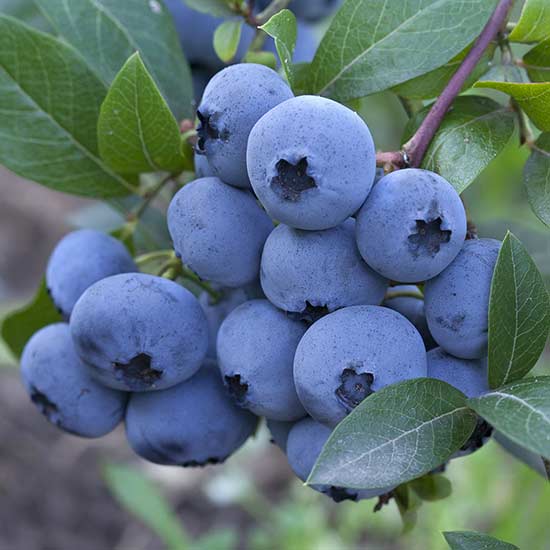 Blueberry Bush 'Aurora' - Click Image to Close