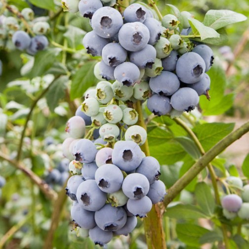 Blueberry Bush 'Bluecrop' - Click Image to Close