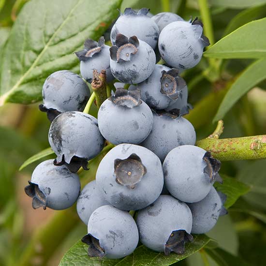 Blueberry Bush 'Brigitta' - Click Image to Close