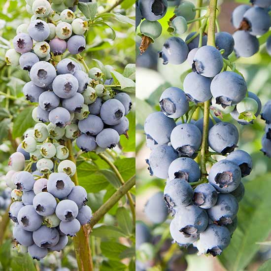 Blueberry Collection (2 Bushes) - Click Image to Close