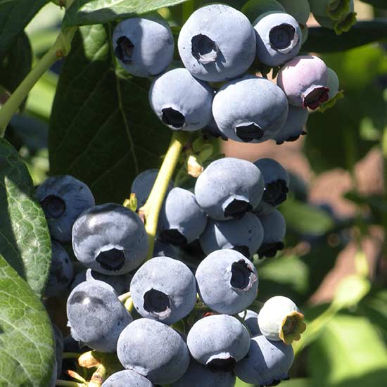 Blueberry Bush 'Draper' - Click Image to Close