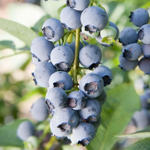 Blueberry Bush 'Herbert' - Click Image to Close