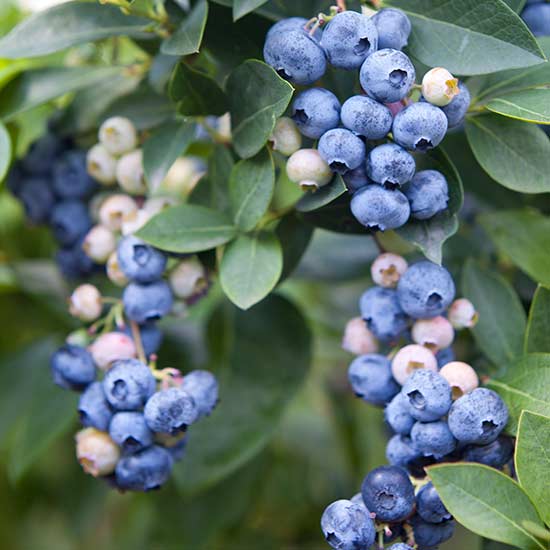 Blueberry Bush 'Hortblue Petite' - Click Image to Close