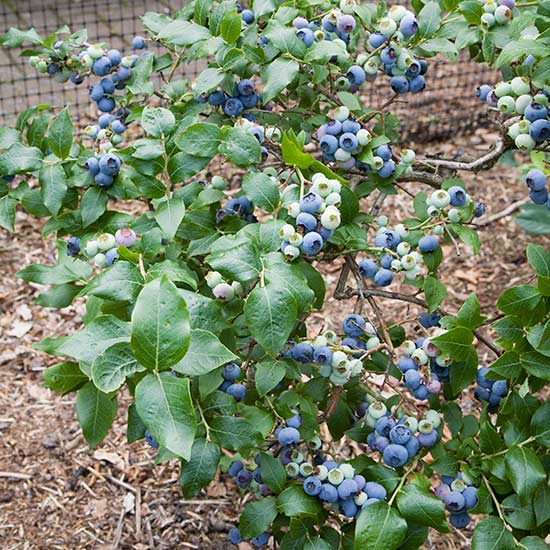 Blueberry Bush 'Northland' - Click Image to Close