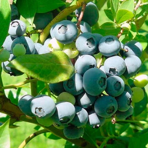 Blueberry Bush 'Ozarkblue' - Click Image to Close