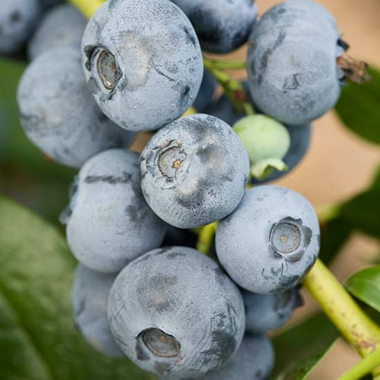 Blueberry Bush 'Patriot' - Click Image to Close