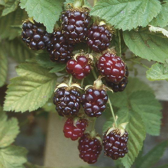 Boysenberry Thornless Bush - Click Image to Close