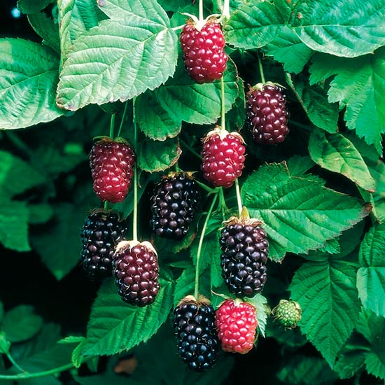 Boysenberry Thornless Bush