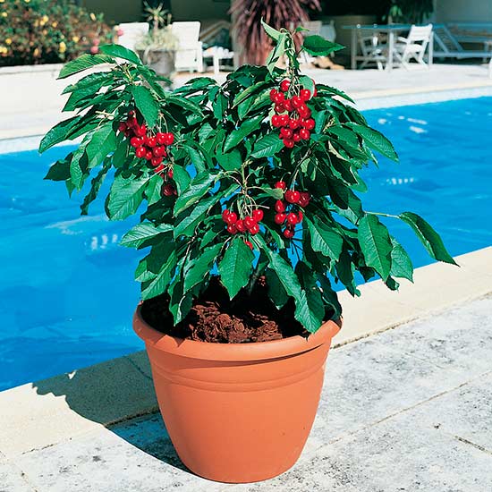 Dwarf Cherry Tree 'Garden Bing'