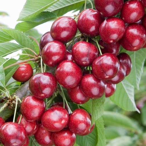 Cherry Tree 'Sweetheart' - Click Image to Close