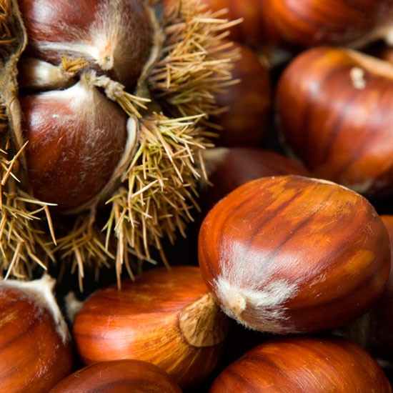 Sweet Chestnut Tree 'Marigoule' (9 litre pot)
