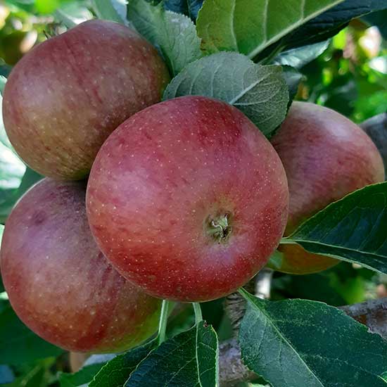 Cider Apple Tree 'Angela' - Click Image to Close