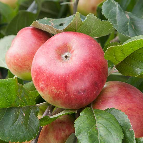 Cider Apple Tree 'Brown's Apple' - Click Image to Close