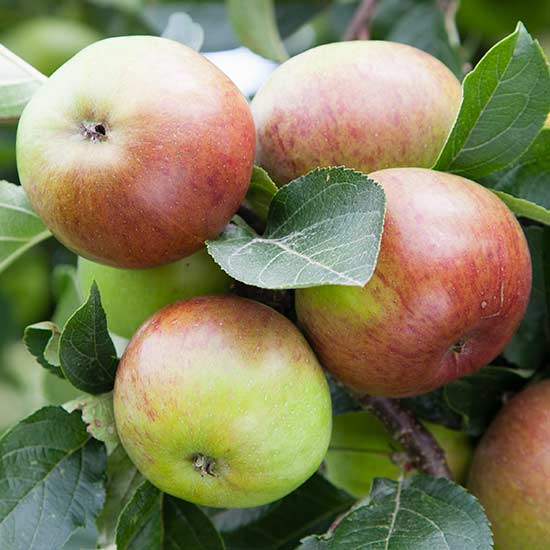 Cider Apple Tree 'Dabinett' - Click Image to Close