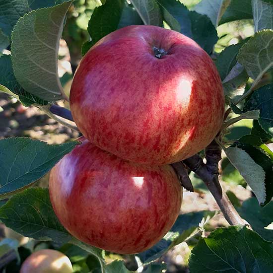 Cider Apple Tree 'Ellis Bitter' - Click Image to Close