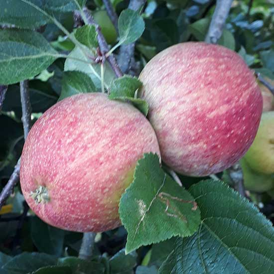 Cider Apple Tree 'Helen's Apple' - Click Image to Close