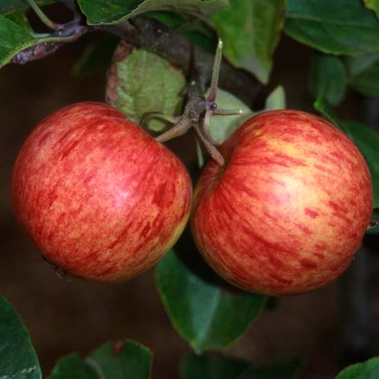 Cider Apple Tree 'Red Foxwhelp' - Click Image to Close