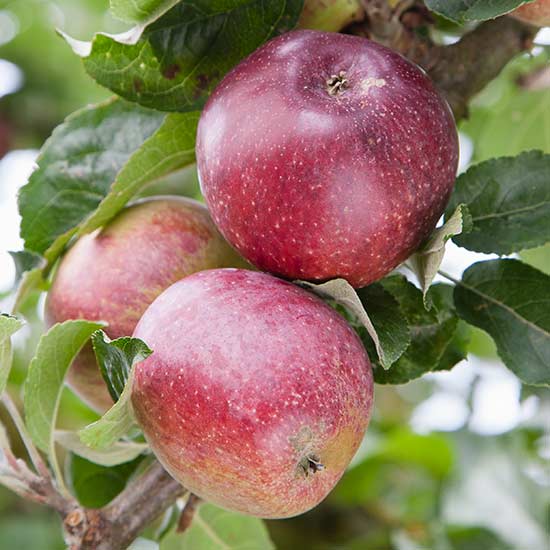 Cider Apple Tree 'Kingston Black' - Click Image to Close