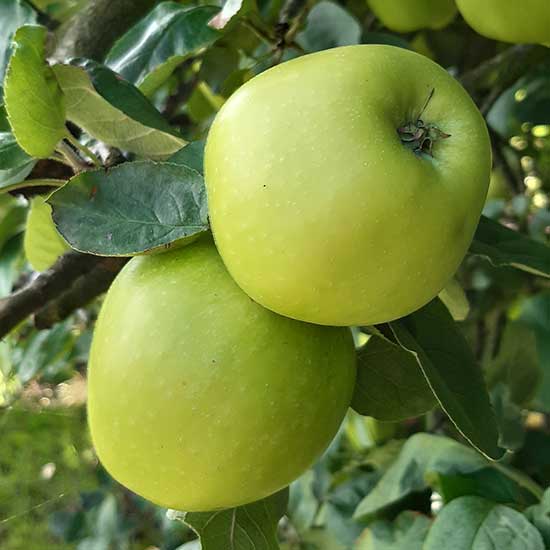 Cider Apple Tree 'Morgan Sweet' - Click Image to Close