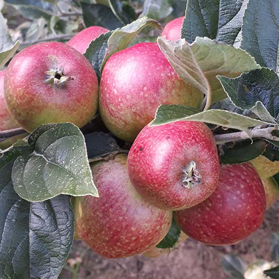 Cider Apple Tree 'Porter's Perfection' - Click Image to Close