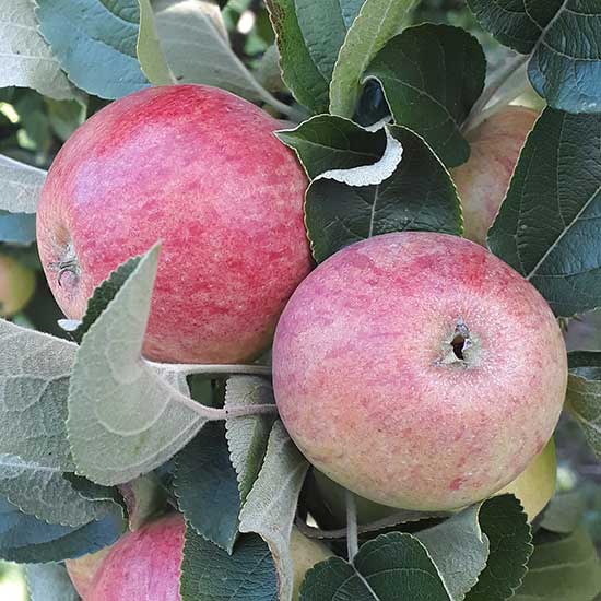 Cider Apple Tree 'Somerset Redstreak' - Click Image to Close