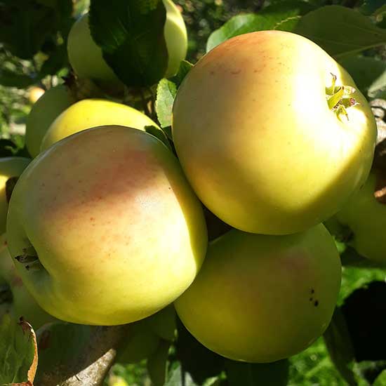 Cider Apple Tree 'Sweet Alford' - Click Image to Close
