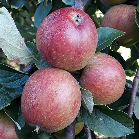 Cider Apple Tree 'Three Counties' - Click Image to Close